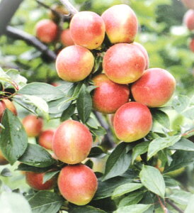 y|Cg20{IzE@IiPVPj@ږؕc@1{