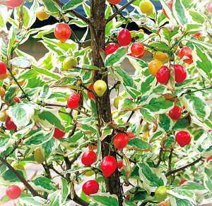 ZCETVioGK^j@ږؕc@1{