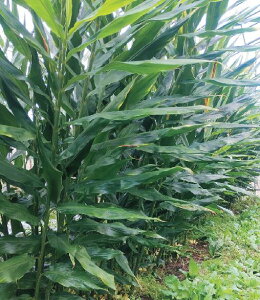 y|Cg20{IIzW{~EK@3.5@1