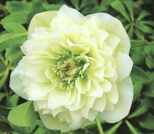 NX}X[Y@zCgv}hX(R)@3N|bgc@1iZ[j