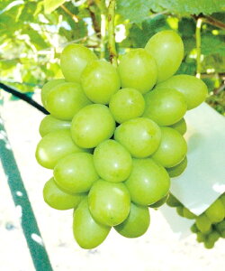 uhE@WG}XJbgiPVPj@ږؕc@1{