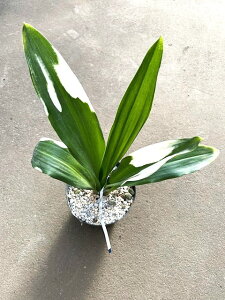 ���N�@�h���G�@���q2�`3�N���@4���@1��