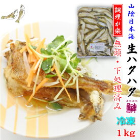 国産 ハタハタ 生冷凍 下処理済 無頭・内臓除去 小 1kg 真空パック 業務用 送料無料 冷凍便 [TKI] 津居山港 山陰 日本海 生 はたはた 鰰 ヘッドレス 調理済み ドレス 新鮮 急速冷凍 南蛮漬け 唐揚げ 煮付け 塩焼き