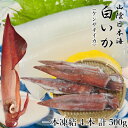 山陰 白いか 生 一本凍結 4匹入 計 500g 兵庫県北部 ケンサキイカ 新鮮 バラ冷凍 送料無料 [TKI] 白イカ 刺身 お造り 寿司ネタ 焼きイカ 烏賊 イカ いか 冷凍 シロイカ 剣先イカ 丸ごと 海鮮 但馬海産市場 日本海