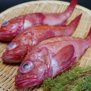 高級魚 北海道産 羅臼 特大 きんき 3尾 or 3枚セット 選べる 無塩 1尾 500g前後 カット後 350g前後 送料無料 ギフト 海産物 めんめ 吉次 きちじ 煮付け 焼き お取り寄せグルメ クール便