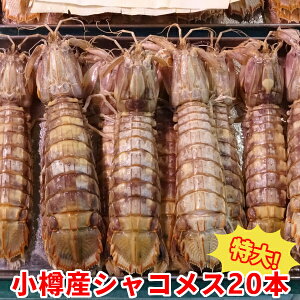 MY VR X or IX Iׂ HVR 20 {C u VRGr CY  M Y kCY  Y 񂹃O  GrƊI킹悤Ȏ|