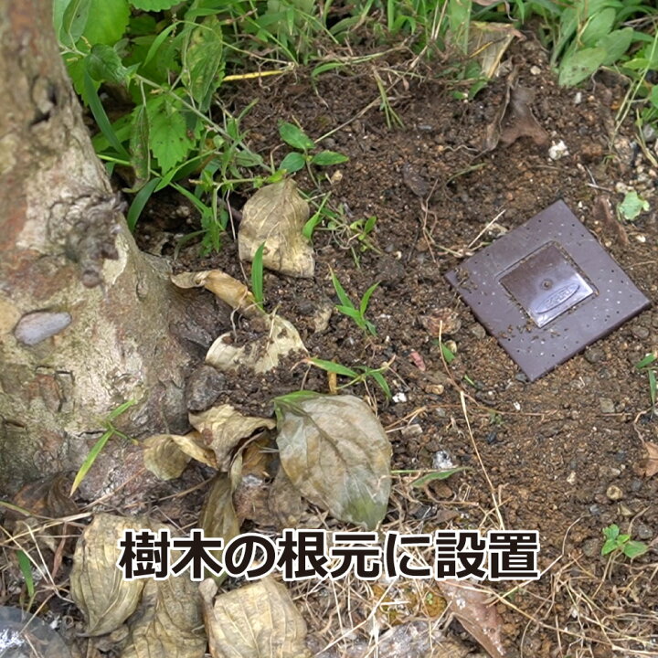 楽天市場 白蟻予防 シロアリ駆除 シロアリハンター 6個入 3箱 送料無料セット 北海道 沖縄 離島配送不可 快適クラブ 楽天市場店