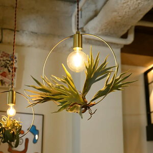 BOTANIC HANGING WIRERING LIGHT �{�^�j�b�N�n���M���O���C�������O���C�g M�T�C�Y �y���_���g���C�g �݂艺�� �V��Ɩ� SWAN �X�����d�� Another Garden APE-046 ���킢�� �Ɩ� �������Ɩ� �Ɩ���� �C���e