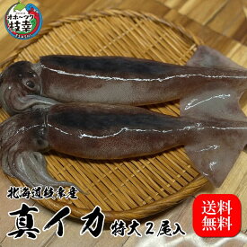 北海道枝幸産　真イカ　特大2尾入り（足付き）/水揚げ当日・超速トンネル急速冷凍/刺身・ゴロ焼き・煮付けに