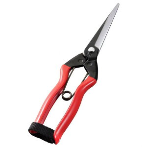 { zH 200~ J-12JAN 4991579901125@ѐ@_