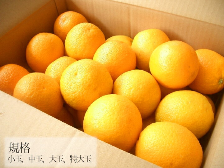 楽天市場】【送料無料】アメリカ産 オレンジ 20玉 : 南国フルーツ-果実村ＴＯＫＩＯ