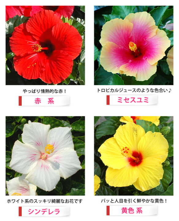 楽天市場 ハイビスカス コレクション ５号鉢植え Fleur Town 吉本花城園