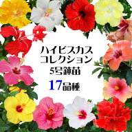 夏の花 ハイビスカス コレクション 5号 鉢植え 花苗 販売 レッドスター リオ キャンディウィンド ミセス…