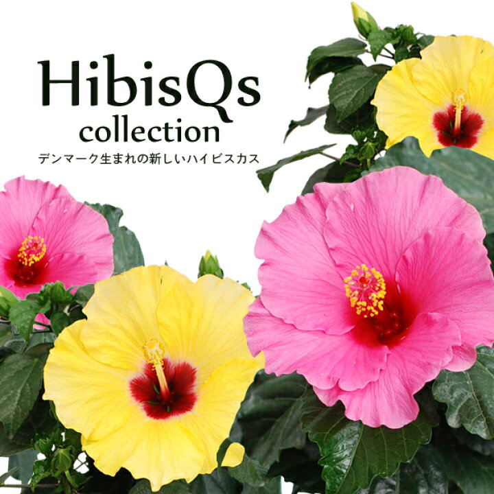 楽天市場 花持ち抜群 ハイビスキュース 5号 鉢植え Fleur Town 吉本花城園