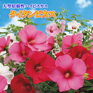 大輪ハイビスカス タイタンビカス 苗 3.5号ロングポット 選べる品種 宿根草 大輪 夏の花 ハイビスカスの…