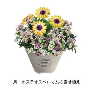 y{珇͂zԂ̂炵 Cibv G߂̊񂹐A Iׂt[Mtg 