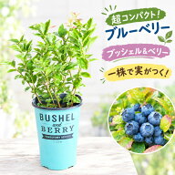 話題のブルーベリー 【ブッシェル＆ベリー】 一本で実がなる 6品種から選ぶ コンパクトに育つから 鉢植え…