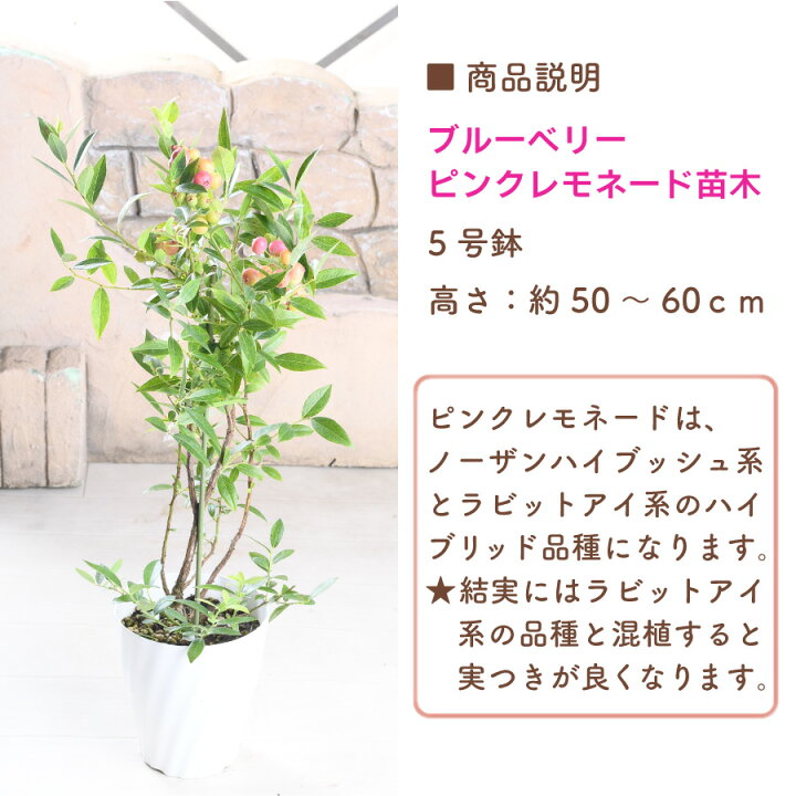 楽天市場】今だけ送料無料 来期結実見込み株 大株 ブルーベリー ピンク 