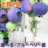 来期結実見込み株 大株 ブルーベリー 苗木 5号 鉢植え サザンハイブッシュ系 ラビットアイ系 庭木 家庭菜園