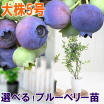 楽天市場】ブルーベリー フェスティバルの通販