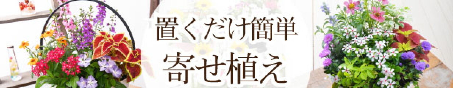 寄せ植え