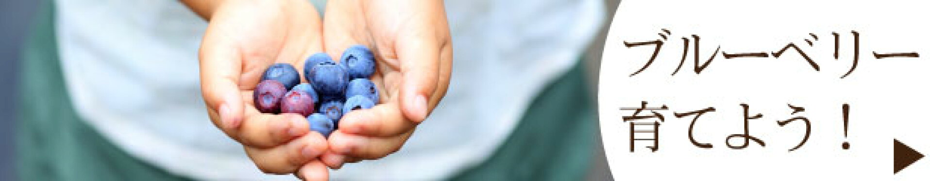 ブルーベリーの苗販売中