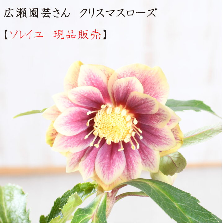 楽天市場】広瀬園芸 クリスマスローズ ソレイユ 【現品販売】 開花株 5 