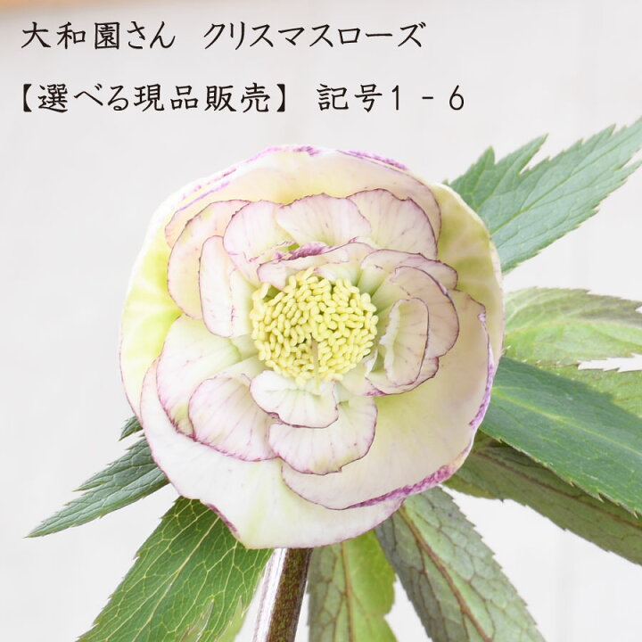 楽天市場】大和園 クリスマスローズ 商品記号1-6 【現品販売】 開花株 