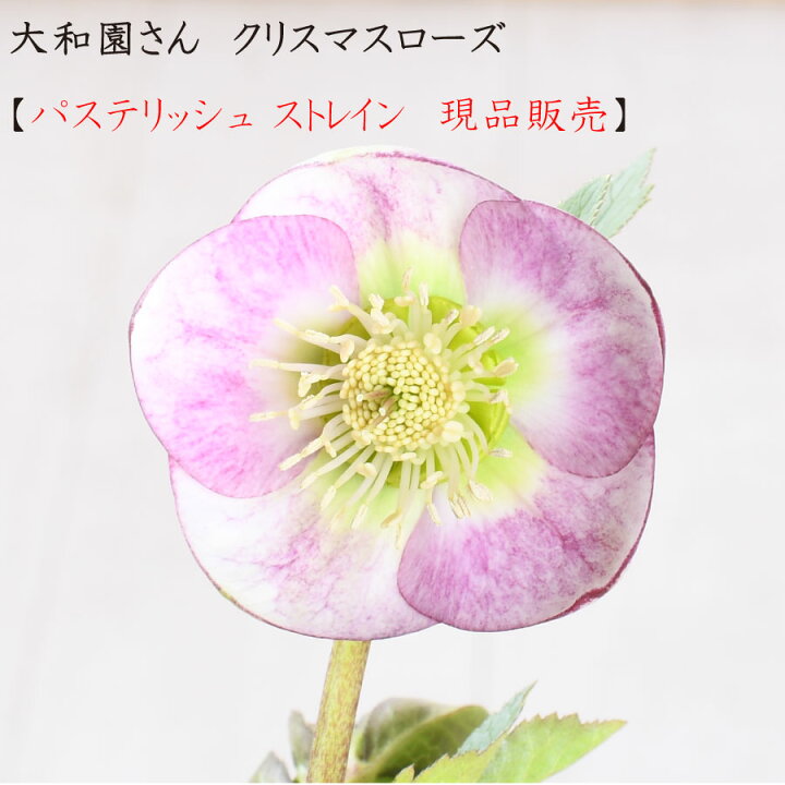 楽天市場】大和園 クリスマスローズ パステリッシュストレイン 【現品 