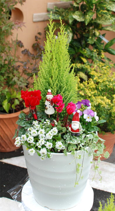 楽天市場 寄せ植え ゴールドクレストとガーデンシクラメンのクリスマス寄せ植え 8号鉢 同梱不可 ご予約品 11月末からのお届け Fleur Town 吉本花城園