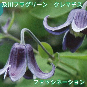 ytO[ N}`X t@bVl[V y2025NHׁz CeOtHAn E oƂ̑gݍ킹 4.5 鐫 tFX A[` IxXN PVP t@bVlC