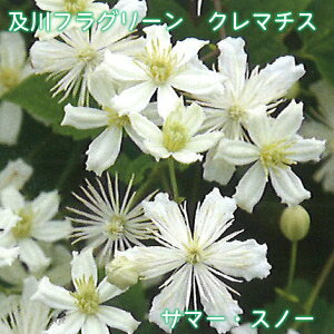 ytO[ N}`X T}[EXm[ y2025NHׁz r^on  A 4.5 鐫 tFX A[` IxXN