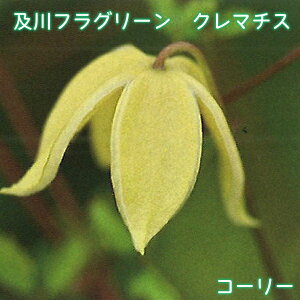 ytO[ N}`X R[[ y2025NHׁz r^on  A 4.5 鐫 tFX A[` IxXN x`