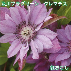 ytO[ N}`X g y2025NHׁz peXdn 炫֌n 4.5 鐫 tFX A[` IxXN