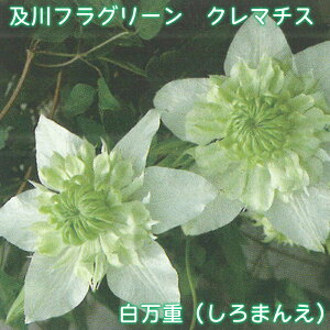 ytO[ N}`X@di܂񂦁j y2025NHׁz t_n   4.5 鐫 tFX A[` IxXN