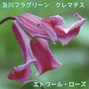 ytO[ N}`X Gg[E[Y y2025NHׁz eLZVXArIin x^ 4.5 鐫 tFX A[` IxXN Gg[E[