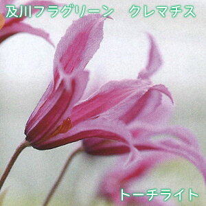 ytO[ IWi N}`X g[`Cg y2025NHׁz CeOtHAn E oƂ̑gݍ킹 4.5 鐫 tFX A[` IxXN PVP