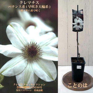 クレマチス クレマスター・セレクション ネイティブダンサー ストーリーズ ニューウィーク ことのは 4.5号鉢 ツル性植物 及川フラグリーン 2024年発表品種