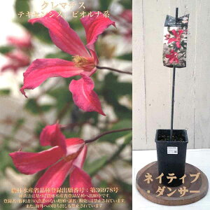 N}`X N}X^[EZNV lCeBu_T[ Xg[[Y j[EB[N Ƃ̂ 4.5 cA ytO[ 2024N\i