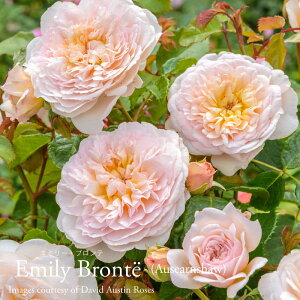 y\iz oc CObV[Yc G~[Eue o \tgsN/AvRbg ERp6bgp c y2025N12{ȍ~̂͂z