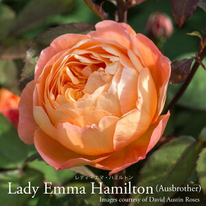 y\iz ocCObV[Yc fBEG}En~g o ^WF/IW ERp6bgp c y2025N12{ȍ~̂͂z