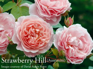 y\iz ocCObV[Yc Xgx[Eq o sN ERp6bgp c y2025N12{ȍ~̂͂z