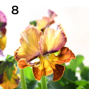 yIׂ錻i1`10z rI k[Fo[Oy112220̔z TgE| 10.5cm d|bgc k[xo[O X~ pW[ |