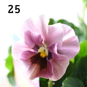 yIׂ錻i15`28z j pW[ }WbNA[ y112720̔z 10.5cm|bgc Of[V t炫 rI Fς