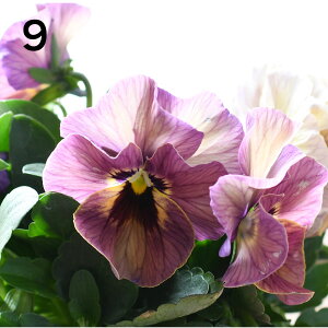 yIׂ錻i1`14z j pW[ }WbNA[ y112720̔z 10.5cm|bgc Of[V t炫 rI Fς