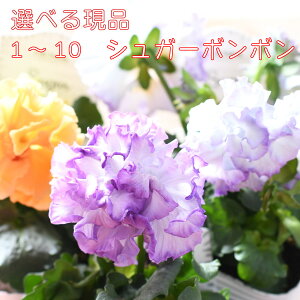 yIׂ錻i]z KeÓ삳 VK[{{ yi1`10z t炫 pW[ 3.5|bgc IWi rI 񂹐A