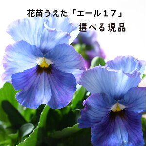 yIׂ錻iz G[17 ԕc pW[ rI 10.5cm|bgc IWi lCi Of[V t炫 Fς