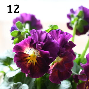 yIׂ錻iz ACN[ ԓa ːӂ` IWi Vi 3.5|bg pW[ rI t炫 񂹐A