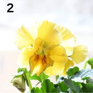 yIׂ錻iz ACN[ ԓa ːӂ` IWi Vi 3.5|bg pW[ rI t炫 񂹐A