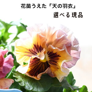 yIׂ錻iz V̉H ԕc pW[ rI 10.5cm|bgc IWi lCi Of[V t炫 Fς